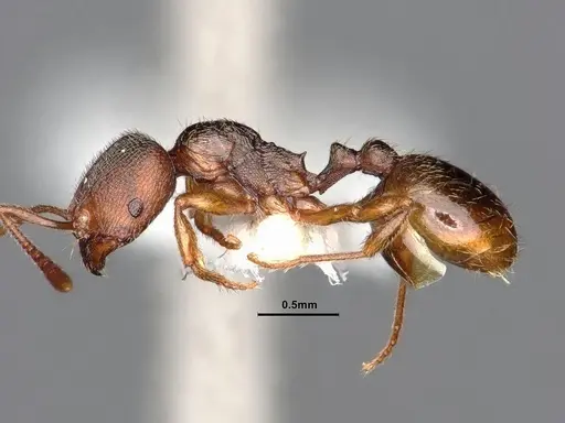 Stenamma punctatoventre specimen CASENT0884247 image casent0884247_3