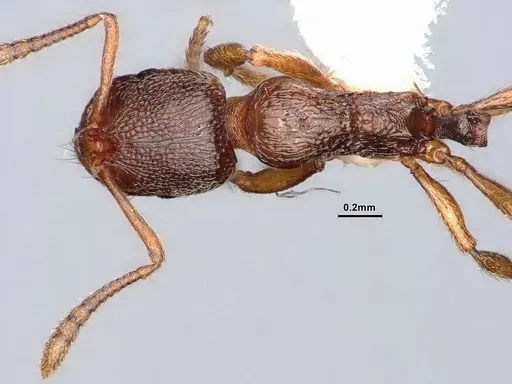 Stenamma punctatoventre specimen CASENT0884266 image casent0884266_1