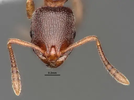Stenamma punctatoventre specimen CASENT0884266 image casent0884266_3