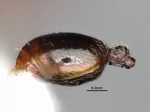 Stenamma punctatoventre specimen CASENT0884266 image casent0884266_5