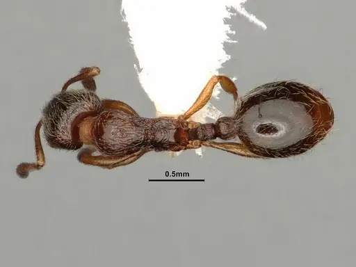 Stenamma punctatoventre specimen CASENT0884298 image casent0884298_1