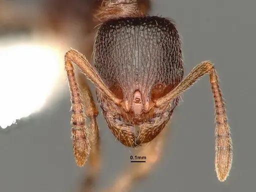 Stenamma punctatoventre specimen CASENT0884298 image casent0884298_2