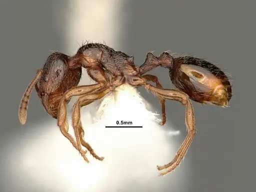 Stenamma punctatoventre specimen CASENT0884298 image casent0884298_3