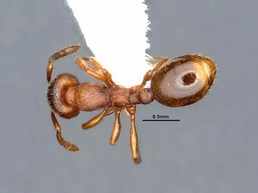 Stenamma punctatoventre specimen CASENT0884443 image casent0884443_1
