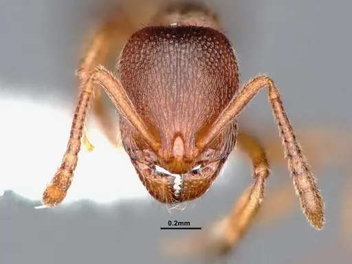 Stenamma punctatoventre specimen CASENT0884443 image casent0884443_2
