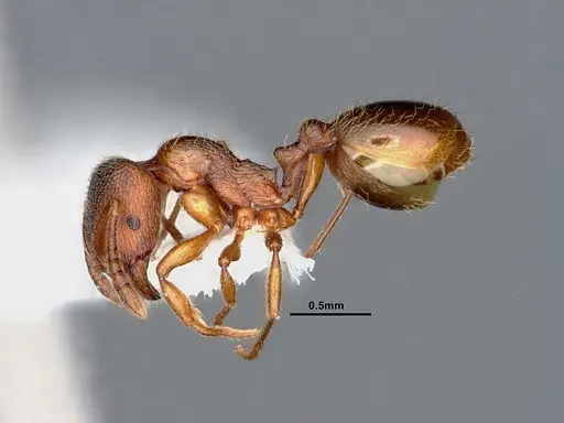 Stenamma punctatoventre specimen CASENT0884443 image casent0884443_3