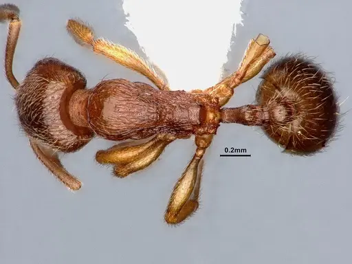 Stenamma punctatoventre specimen CASENT0884444 image casent0884444_1