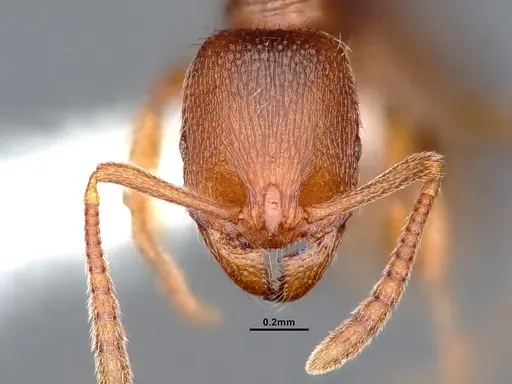 Stenamma punctatoventre specimen CASENT0884444 image casent0884444_2