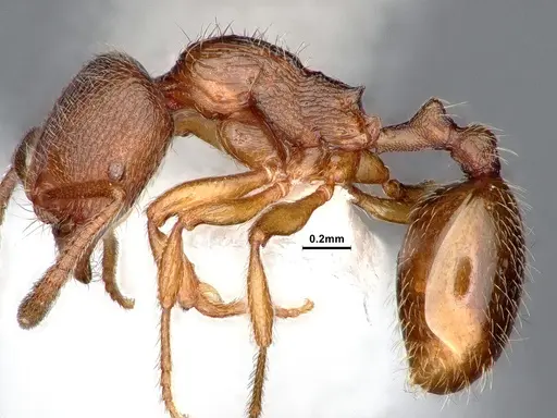 Stenamma punctatoventre specimen CASENT0884444 image casent0884444_3