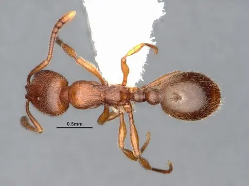 Stenamma punctatoventre specimen CASENT0884664 image casent0884664_1