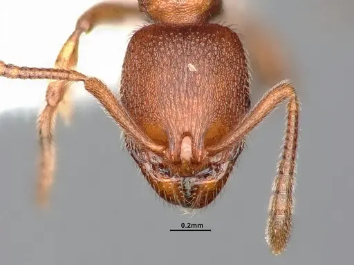 Stenamma punctatoventre specimen CASENT0884664 image casent0884664_2