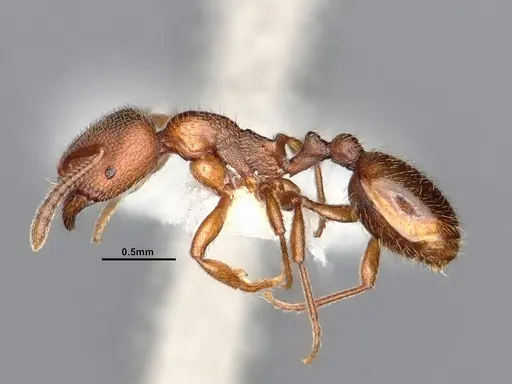 Stenamma punctatoventre specimen CASENT0884664 image casent0884664_3