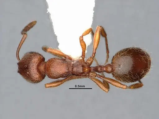 Stenamma punctatoventre specimen CASENT0885486 image casent0885486_1