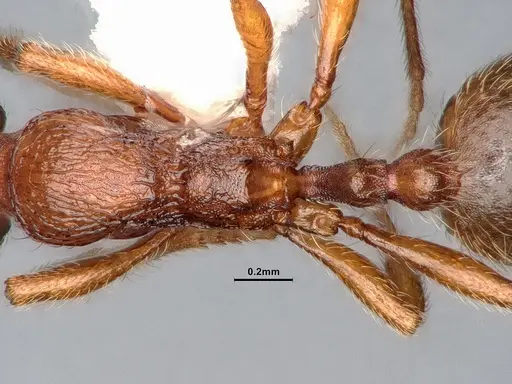 Stenamma punctatoventre specimen CASENT0885486 image casent0885486_2