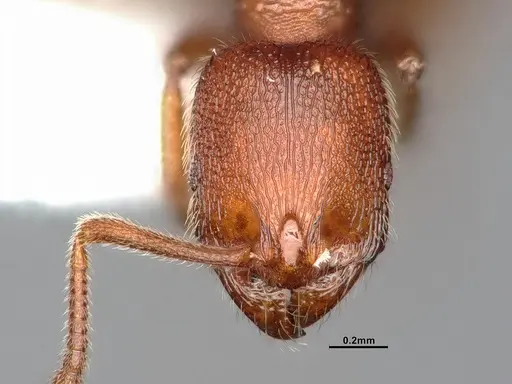 Stenamma punctatoventre specimen CASENT0885486 image casent0885486_3