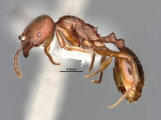 Stenamma punctatoventre specimen CASENT0885486 image casent0885486_4