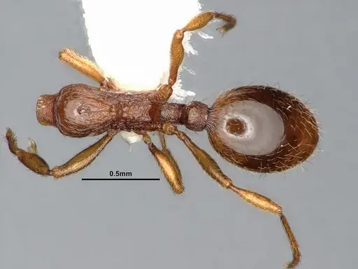 Stenamma punctatoventre specimen CASENT0885493 image casent0885493_1