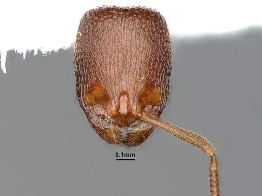 Stenamma punctatoventre specimen CASENT0885493 image casent0885493_2