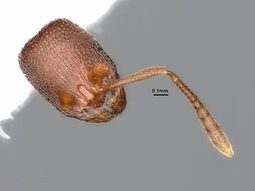 Stenamma punctatoventre specimen CASENT0885493 image casent0885493_3
