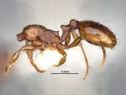 Stenamma punctatoventre specimen CASENT0885493 image casent0885493_4