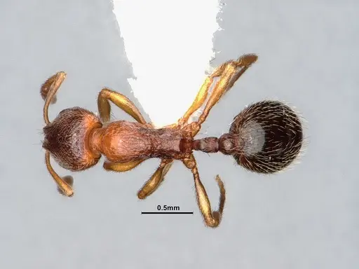 Stenamma punctatoventre specimen CASENT0885520 image casent0885520_1