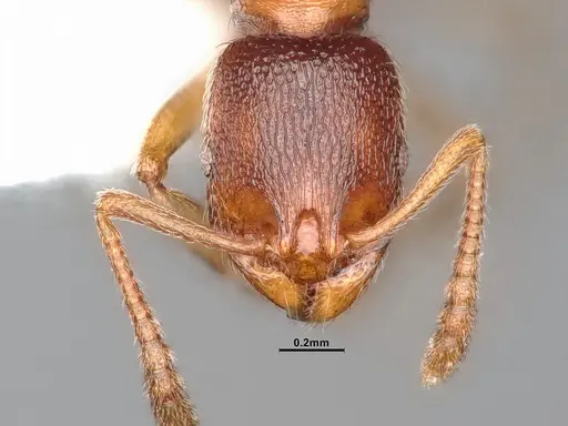 Stenamma punctatoventre specimen CASENT0885520 image casent0885520_2