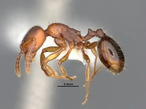 Stenamma punctatoventre specimen CASENT0885520 image casent0885520_3