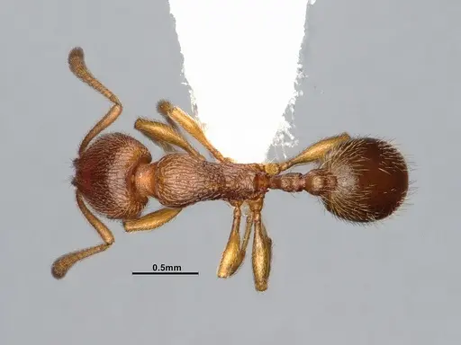 Stenamma punctatoventre specimen CASENT4031273 image casent4031273_1