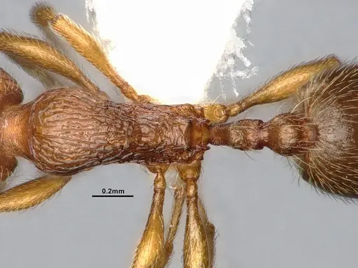 Stenamma punctatoventre specimen CASENT4031273 image casent4031273_2
