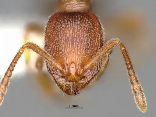 Stenamma punctatoventre specimen CASENT4031273 image casent4031273_3