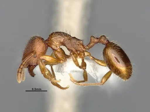 Stenamma punctatoventre specimen CASENT4031273 image casent4031273_4