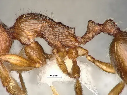 Stenamma punctatoventre specimen CASENT4031273 image casent4031273_5