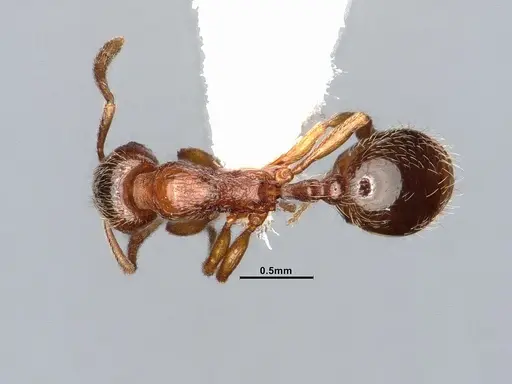 Stenamma punctatoventre specimen CASENT4031359 image casent4031359_1