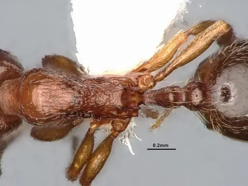 Stenamma punctatoventre specimen CASENT4031359 image casent4031359_2