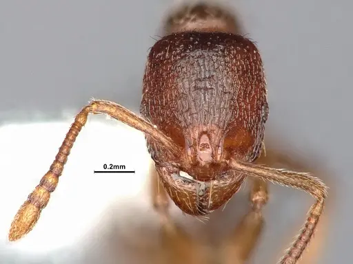 Stenamma punctatoventre specimen CASENT4031359 image casent4031359_3