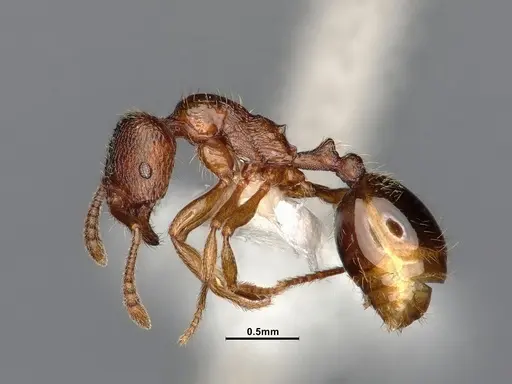 Stenamma punctatoventre specimen CASENT4031359 image casent4031359_4