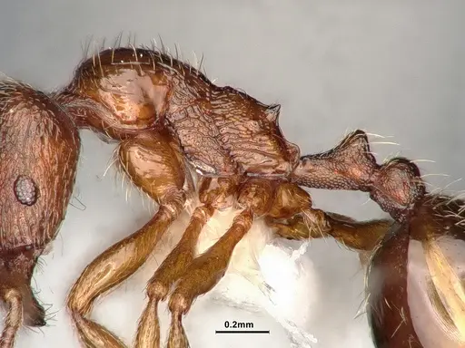 Stenamma punctatoventre specimen CASENT4031359 image casent4031359_5