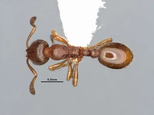Stenamma punctatoventre specimen CASENT4031369 image casent4031369_1