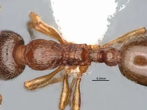 Stenamma punctatoventre specimen CASENT4031369 image casent4031369_2