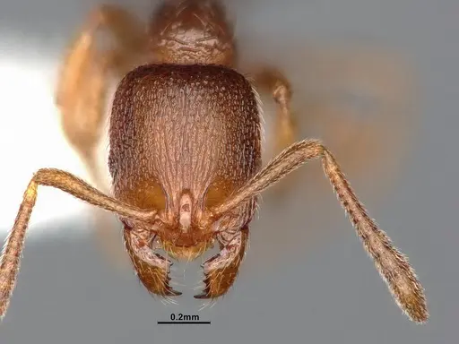 Stenamma punctatoventre specimen CASENT4031369 image casent4031369_3