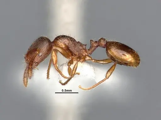 Stenamma punctatoventre specimen CASENT4031369 image casent4031369_4