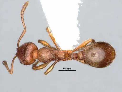 Stenamma punctatoventre specimen CASENT4031370 image casent4031370_1