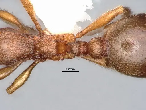 Stenamma punctatoventre specimen CASENT4031370 image casent4031370_2