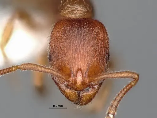Stenamma punctatoventre specimen CASENT4031370 image casent4031370_3