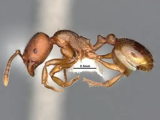 Stenamma punctatoventre specimen CASENT4031370 image casent4031370_4
