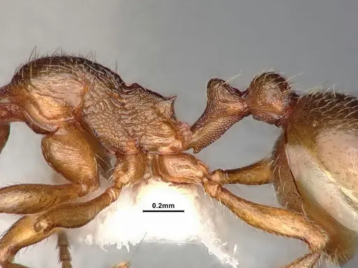 Stenamma punctatoventre specimen CASENT4031370 image casent4031370_5