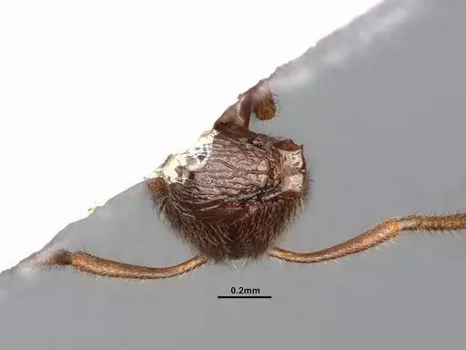 Stenamma punctatoventre specimen CASENT4031371 image casent4031371_1