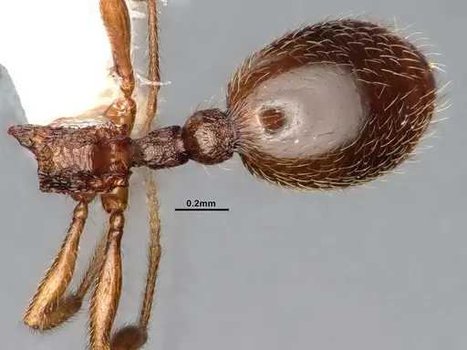 Stenamma punctatoventre specimen CASENT4031371 image casent4031371_2