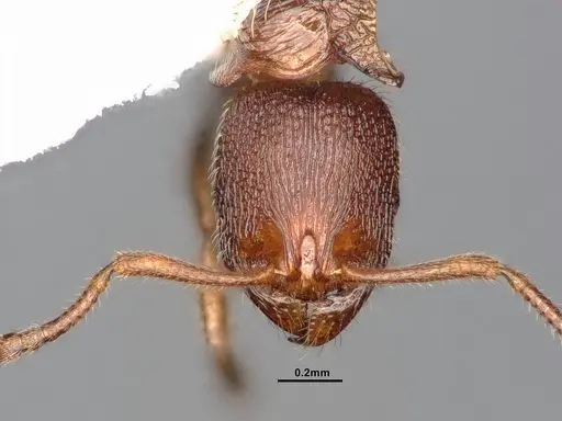 Stenamma punctatoventre specimen CASENT4031371 image casent4031371_3