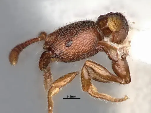 Stenamma punctatoventre specimen CASENT4031371 image casent4031371_4